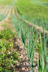 Latgales Pl s re na projekts "Tematiskie ciemi: jaunas iesp s uz jdarb s att i Latgales un Mazie Gavari, Latgale, Latvija