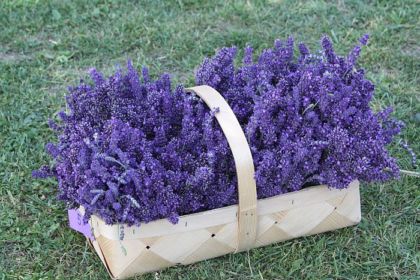 Lavandas audzçtâji Umurgas pagastâ "Lillas Lavenders". Lavandas. 23/07/2014 foto: Valdis Semjonovs/Praktiskais Latvietis